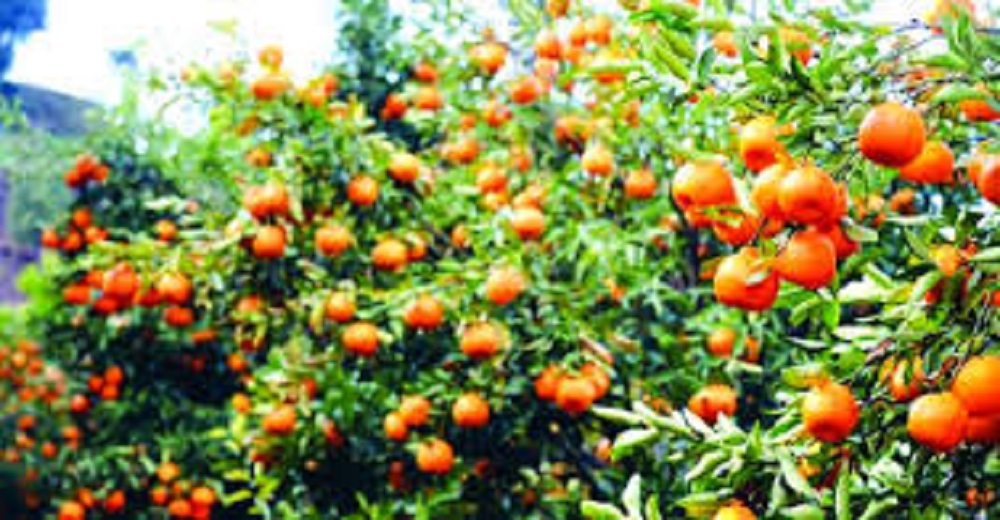 एउटै गाउँबाट दुई करोडभन्दा बढीको सुन्तला बिक्री